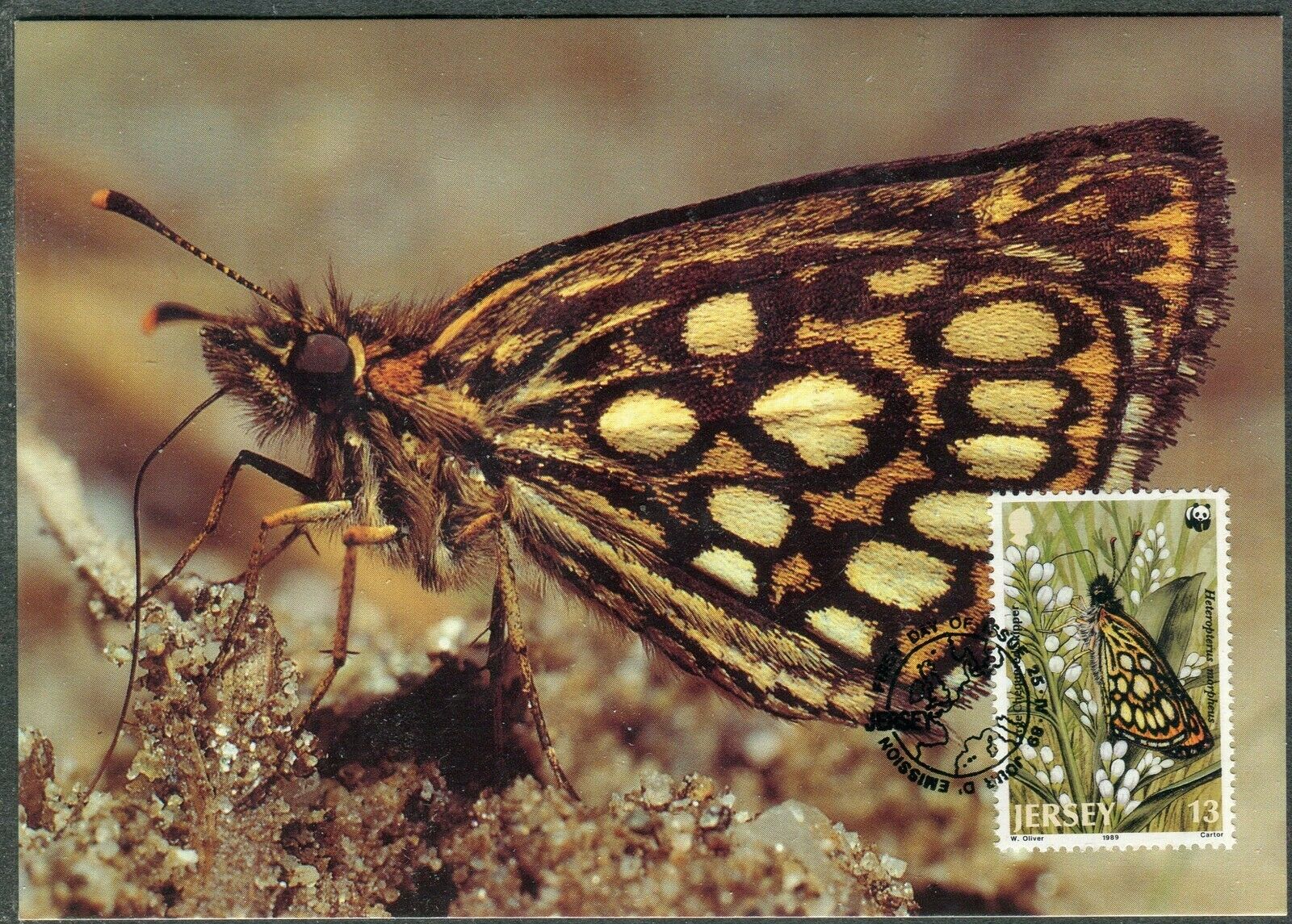 008 - Jersey 2004 - Wwf - Insect - Large Chequered Skipper - Maximum Card - Mc